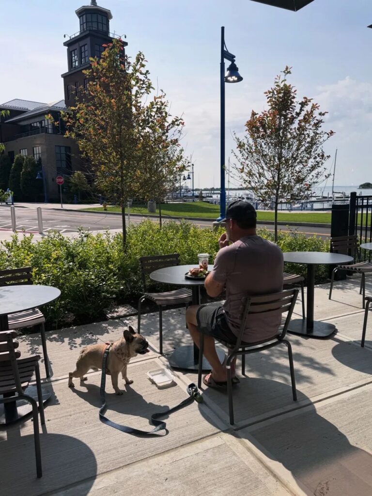 French Bulldog on the dog-friendly patio at Frenchies Coffee Bar, Steelpointe Harbor, Bridgeport CT